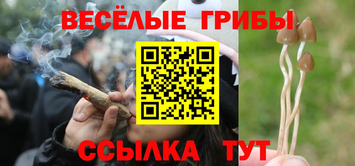 Галлюциногенные грибы Psilocybine cubensis Иваново